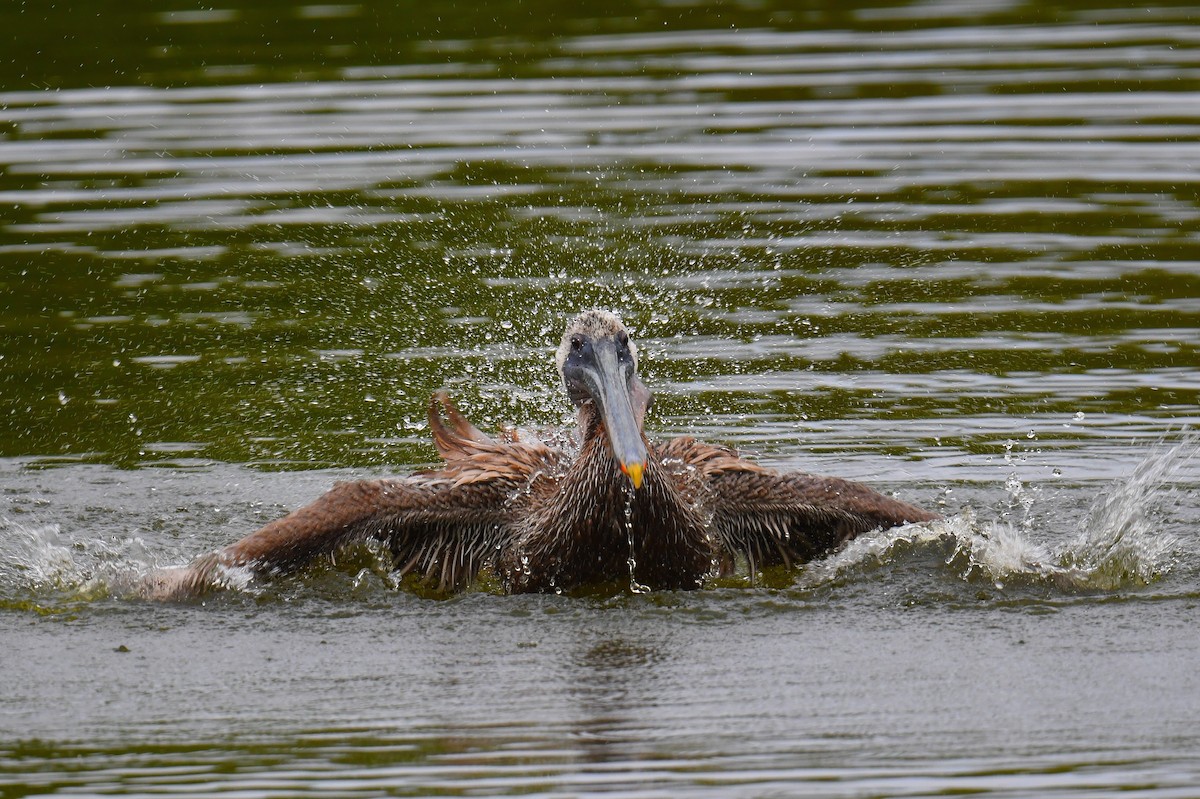 Brown Pelican - ML631638321