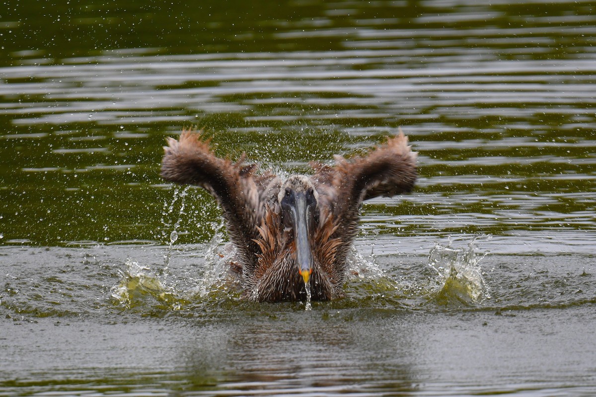 Brown Pelican - ML631638327