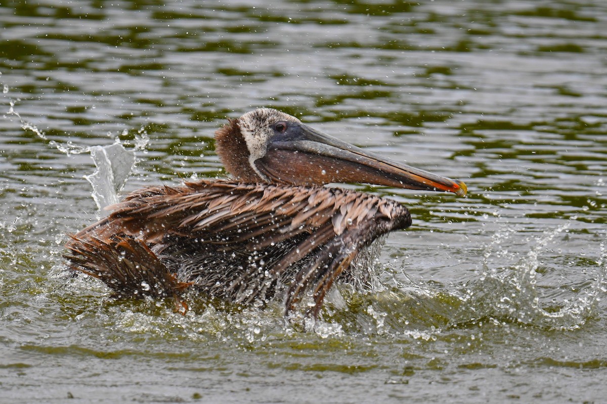 Brown Pelican - ML631638334