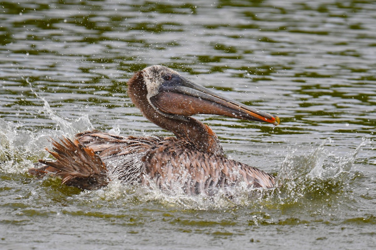 Brown Pelican - ML631638339