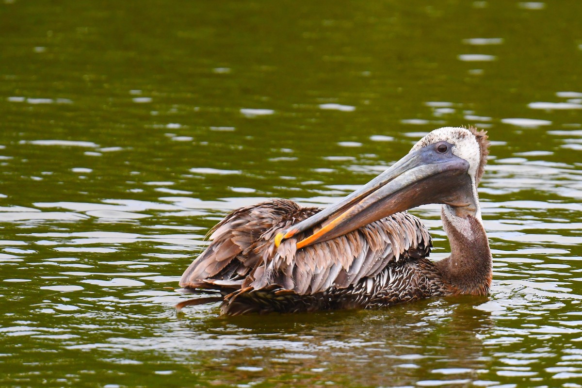 Brown Pelican - ML631638347