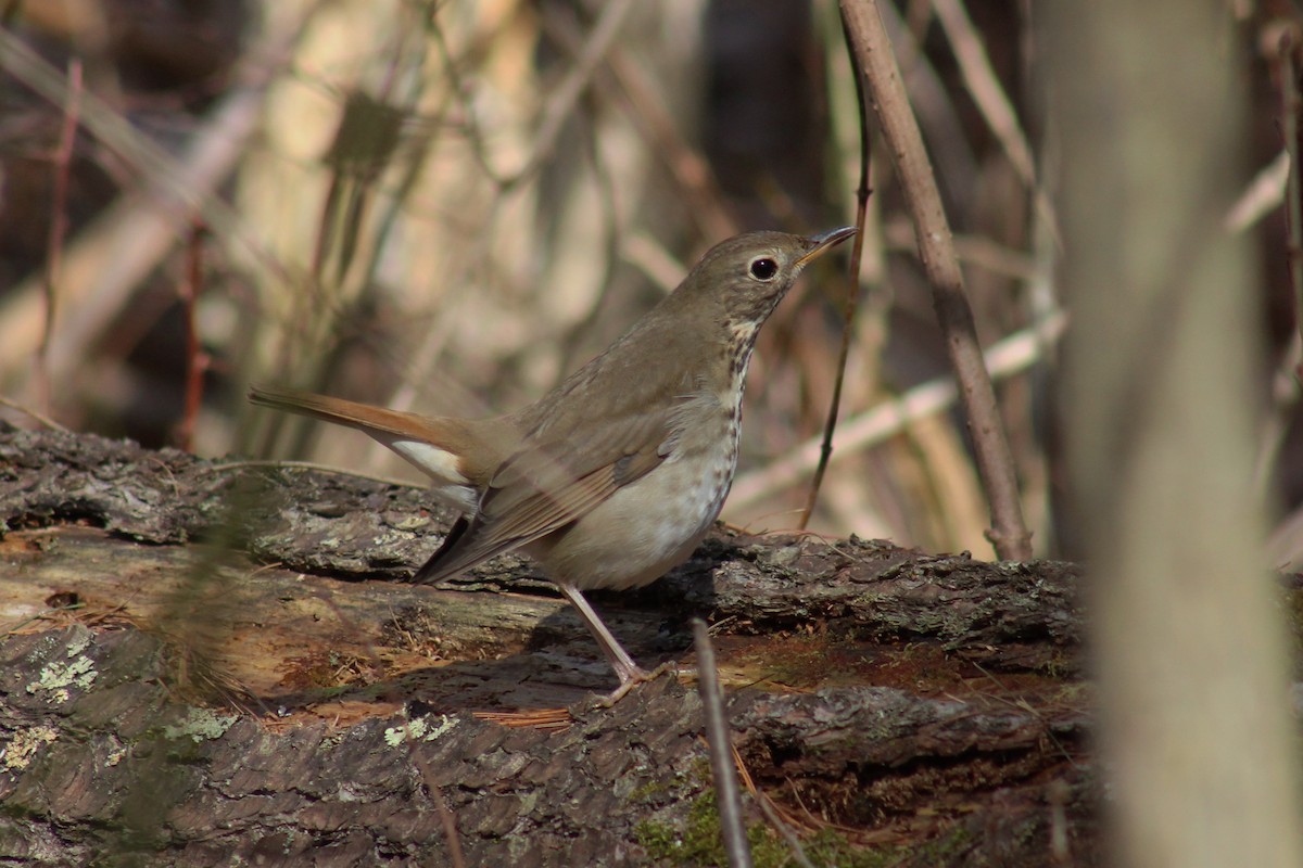 Hermit Thrush - ML631638378
