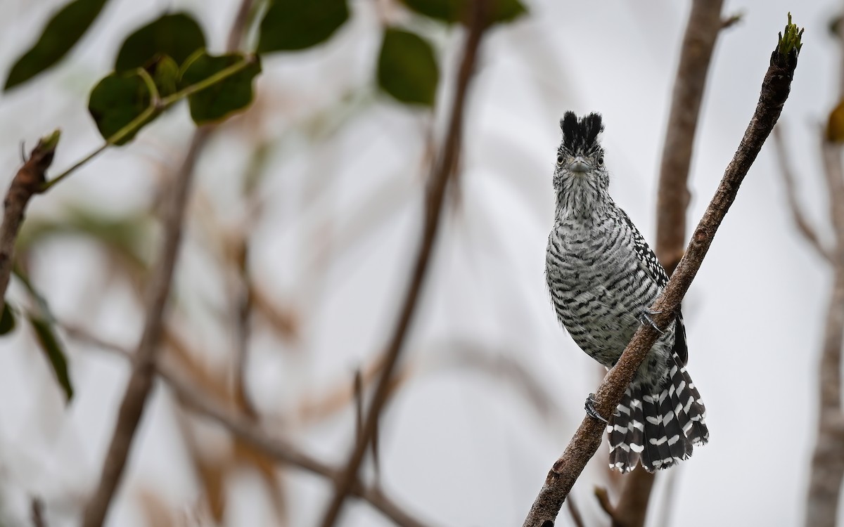 Barred Antshrike (Barred) - ML631638517