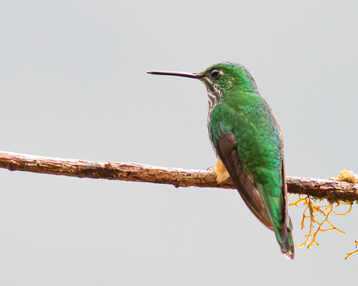 Rufous-booted Racket-tail - ML631638647