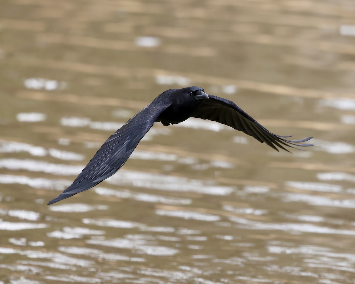 American Crow - ML631638663