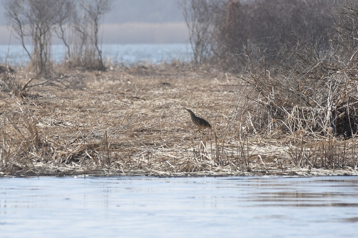 American Bittern - ML631638721