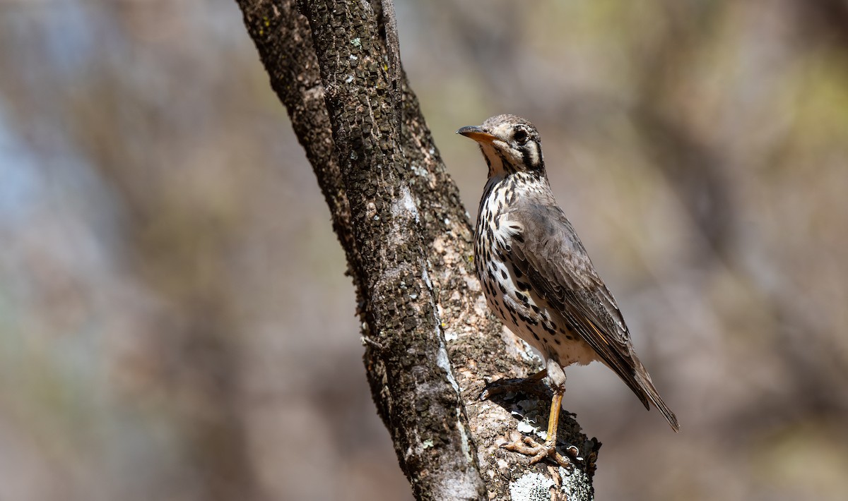 Groundscraper Thrush - ML631638972