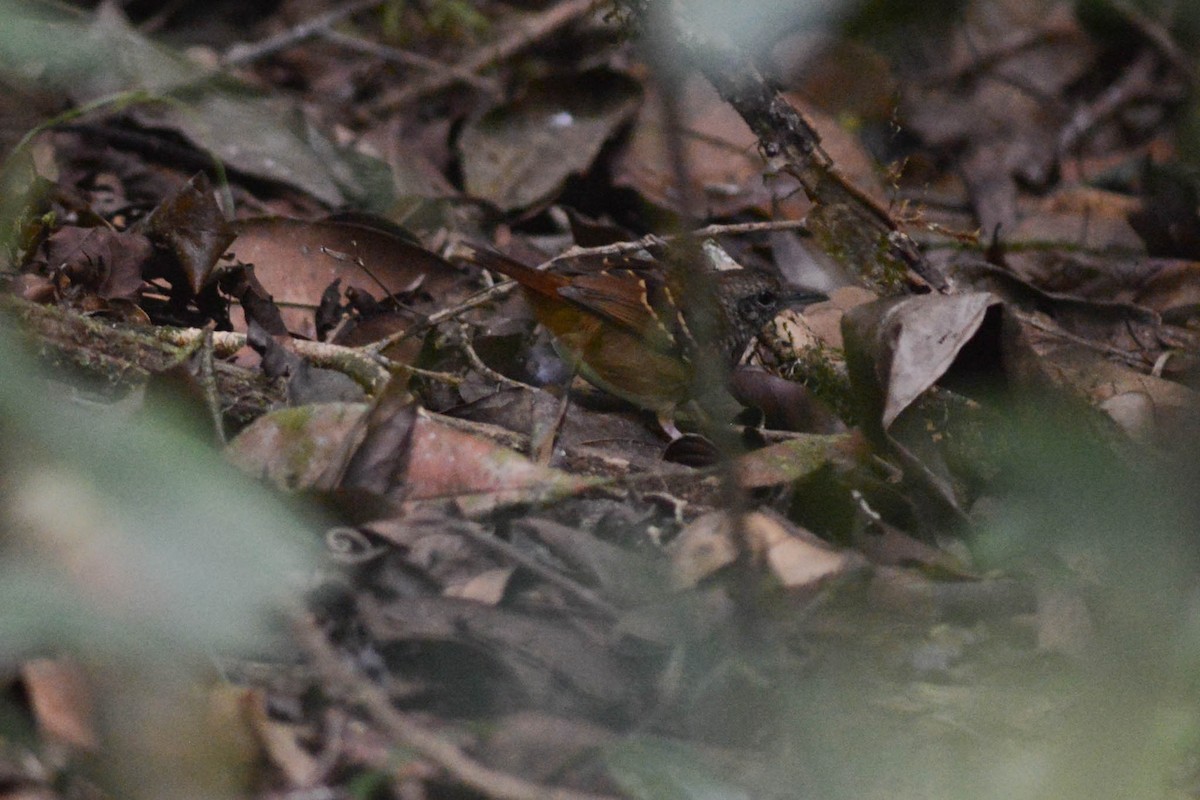 Scalloped Antbird - ML631639102