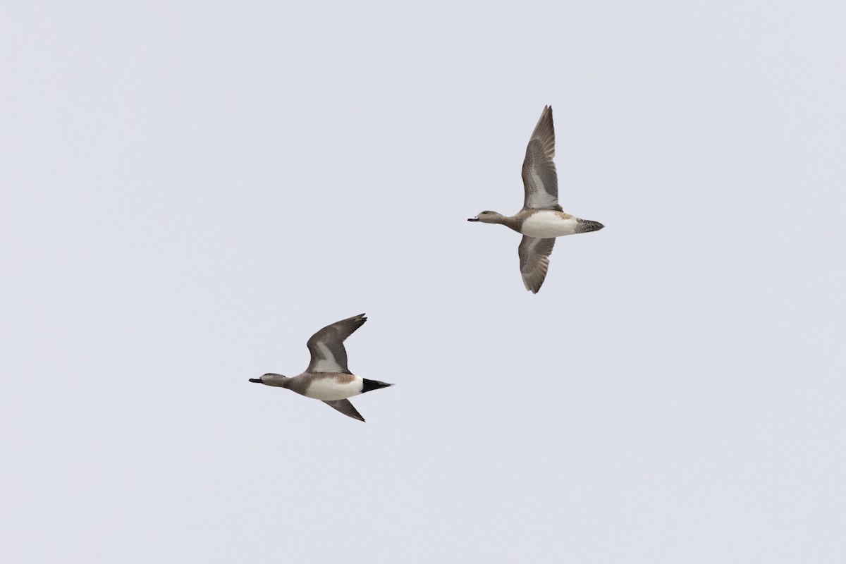 American Wigeon - ML631639244