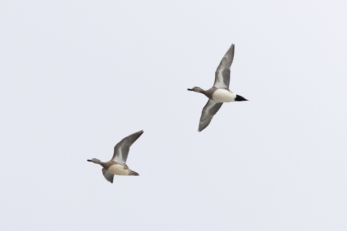 American Wigeon - ML631639245