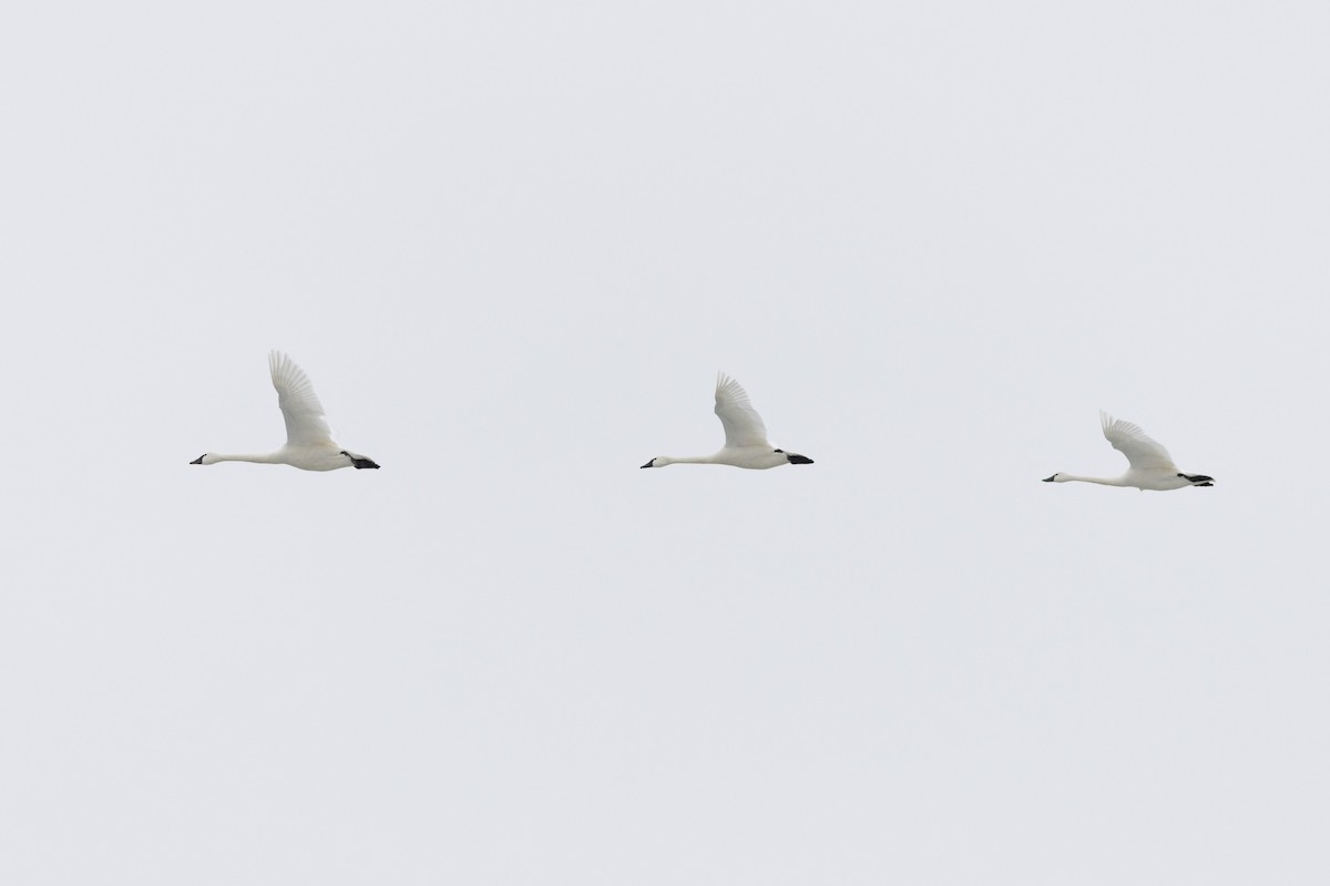 Гунгар хун - ML631639283