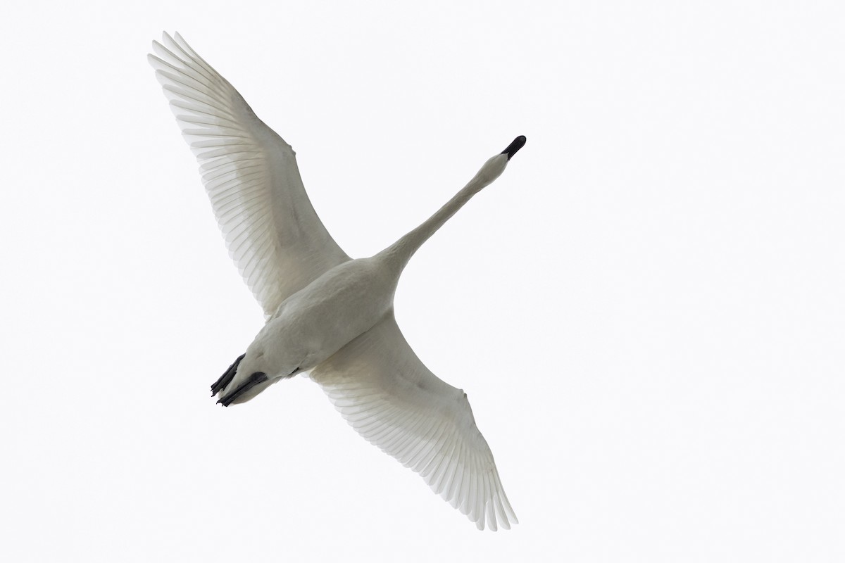 Гунгар хун - ML631639292