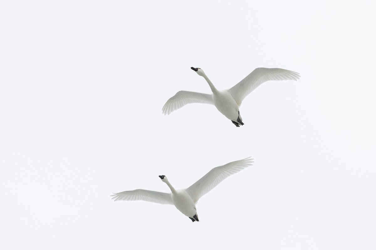 Гунгар хун - ML631639302