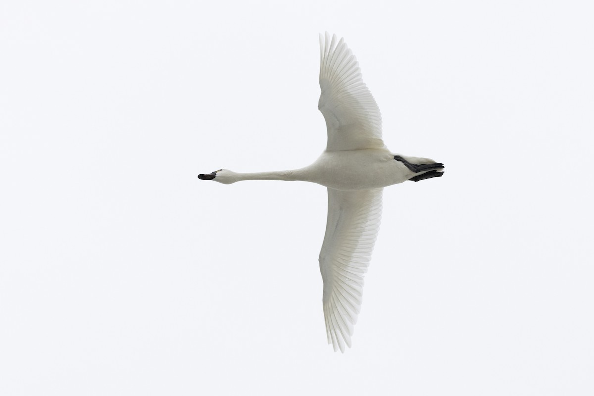 Гунгар хун - ML631639305