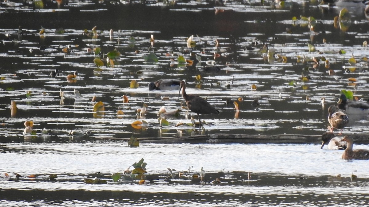 Glossy Ibis - ML631639398
