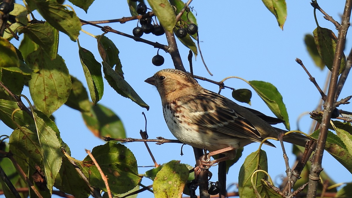 Harris's Sparrow - ML631639484