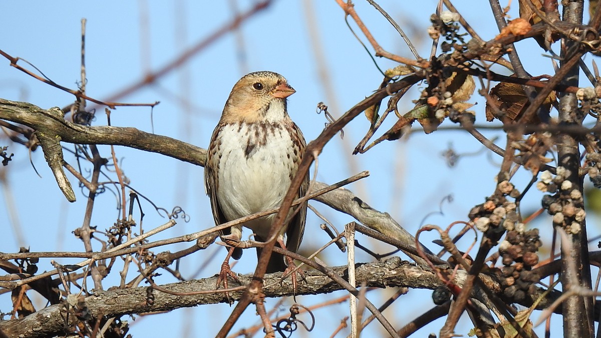 Harris's Sparrow - ML631639485
