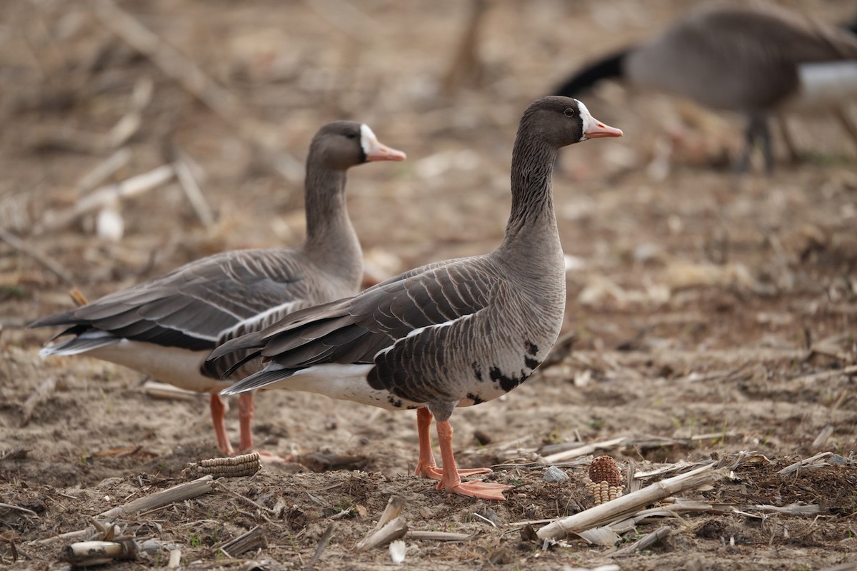 Greater White-fronted Goose - ML631639498