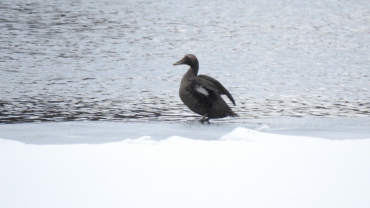 Common Eider - ML631639631