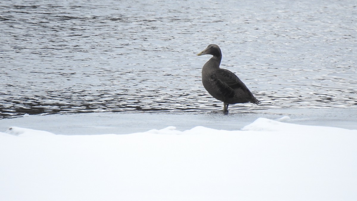 Common Eider - ML631639633