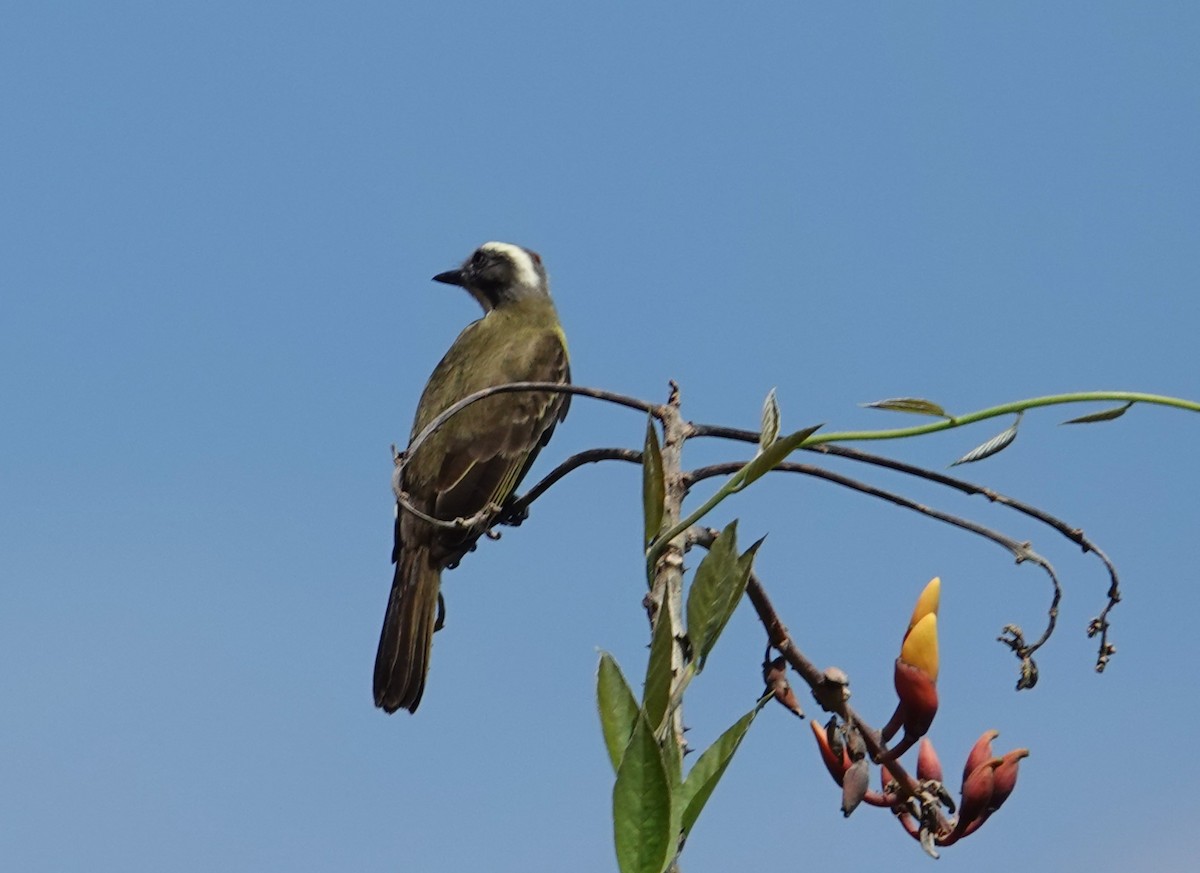 Social Flycatcher - ML631639722
