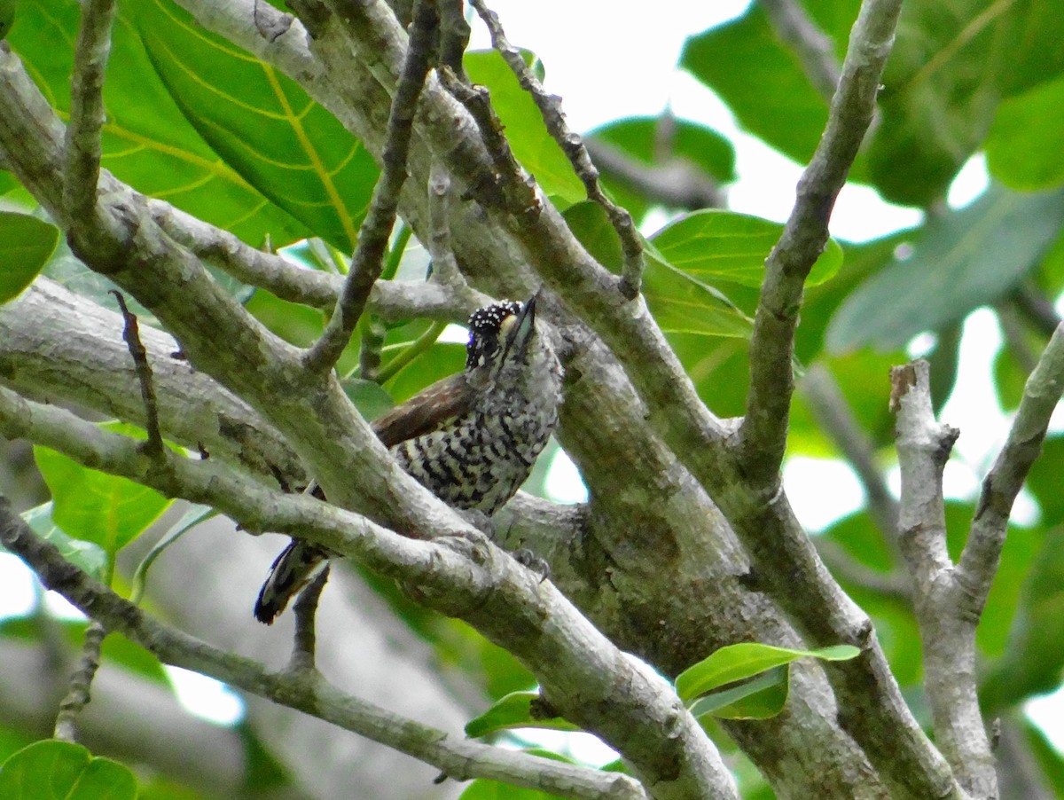 White-barred Piculet - ML631639788