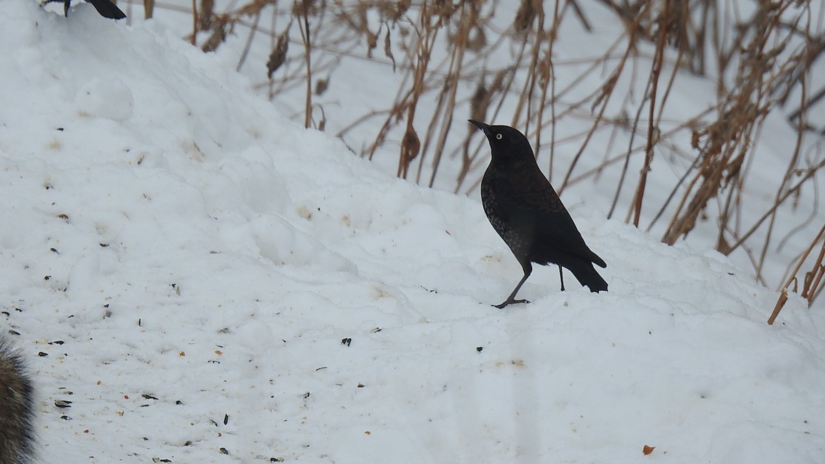 Rusty Blackbird - ML631639807