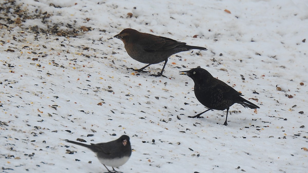 Rusty Blackbird - ML631639809
