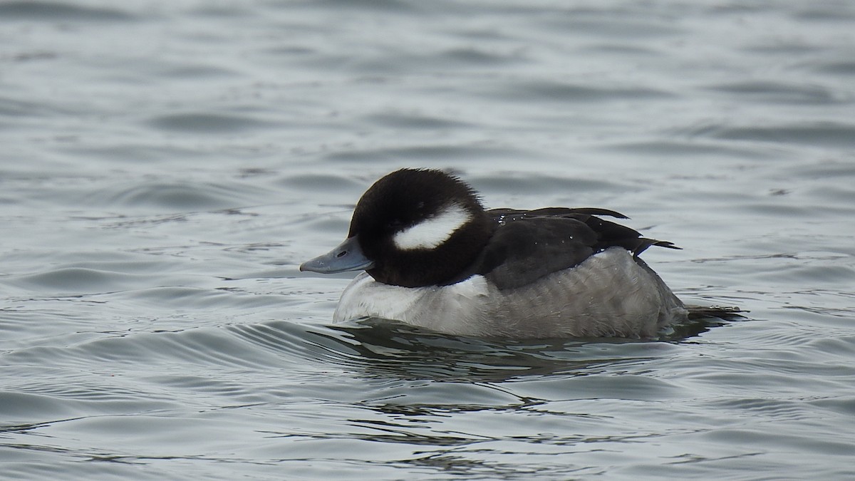 Bufflehead - ML631639823