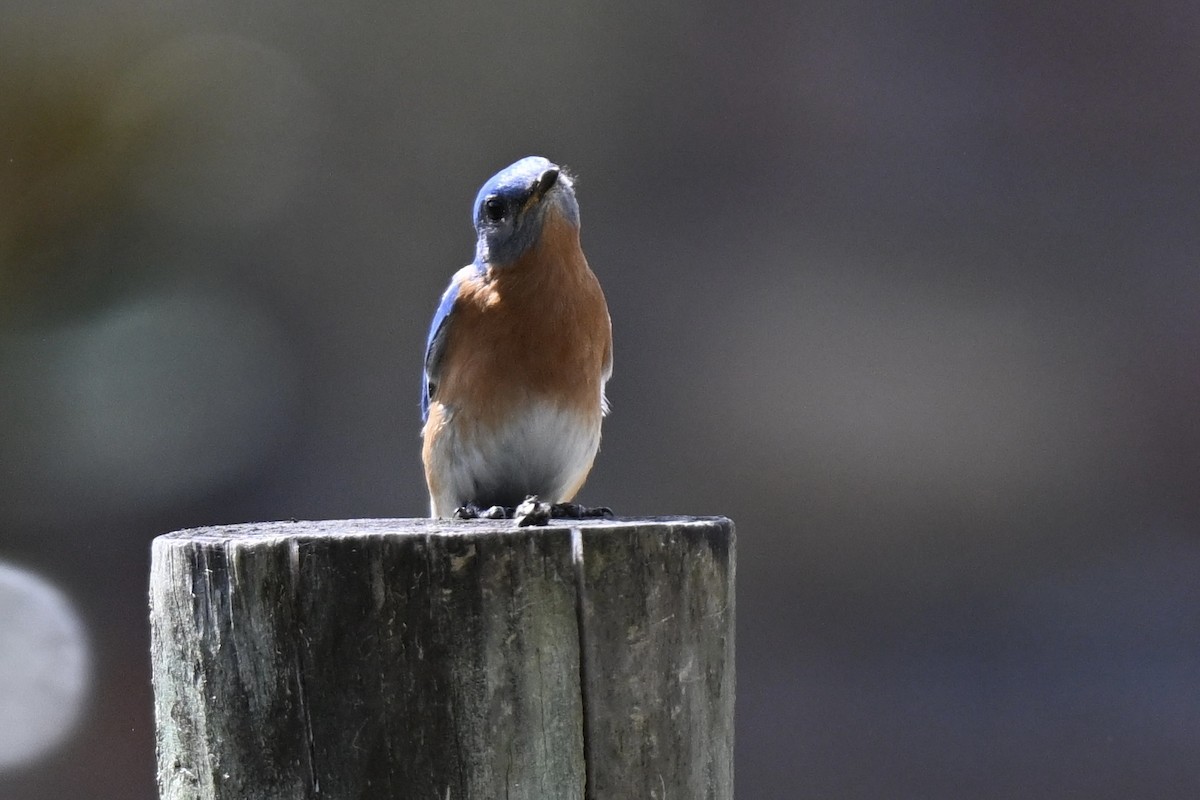 Eastern Bluebird - ML631639859
