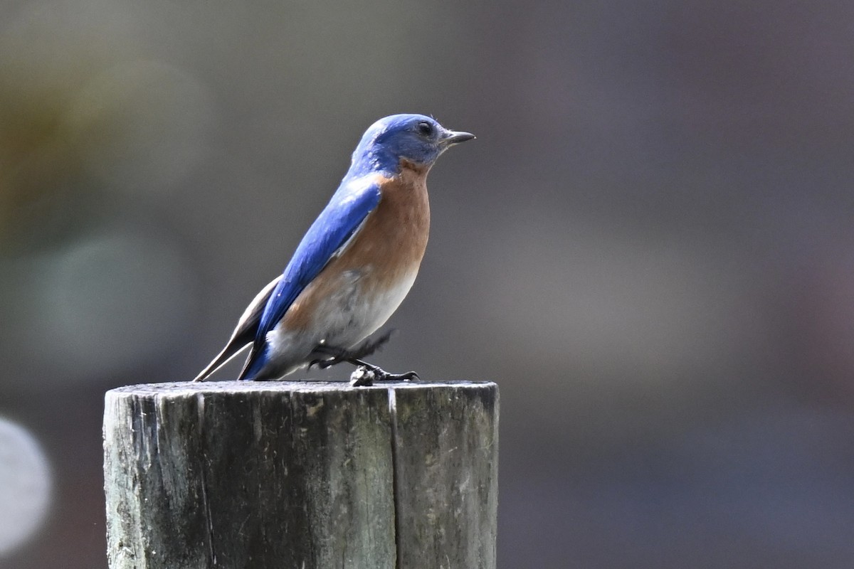 Eastern Bluebird - ML631639860