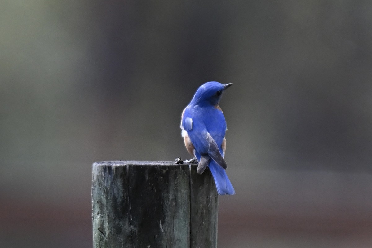 Eastern Bluebird - ML631639861