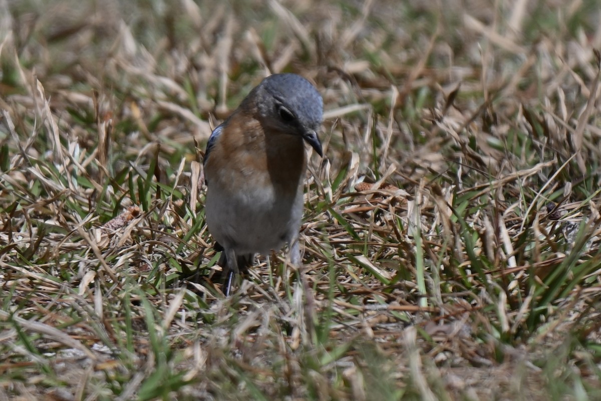 Eastern Bluebird - ML631639863