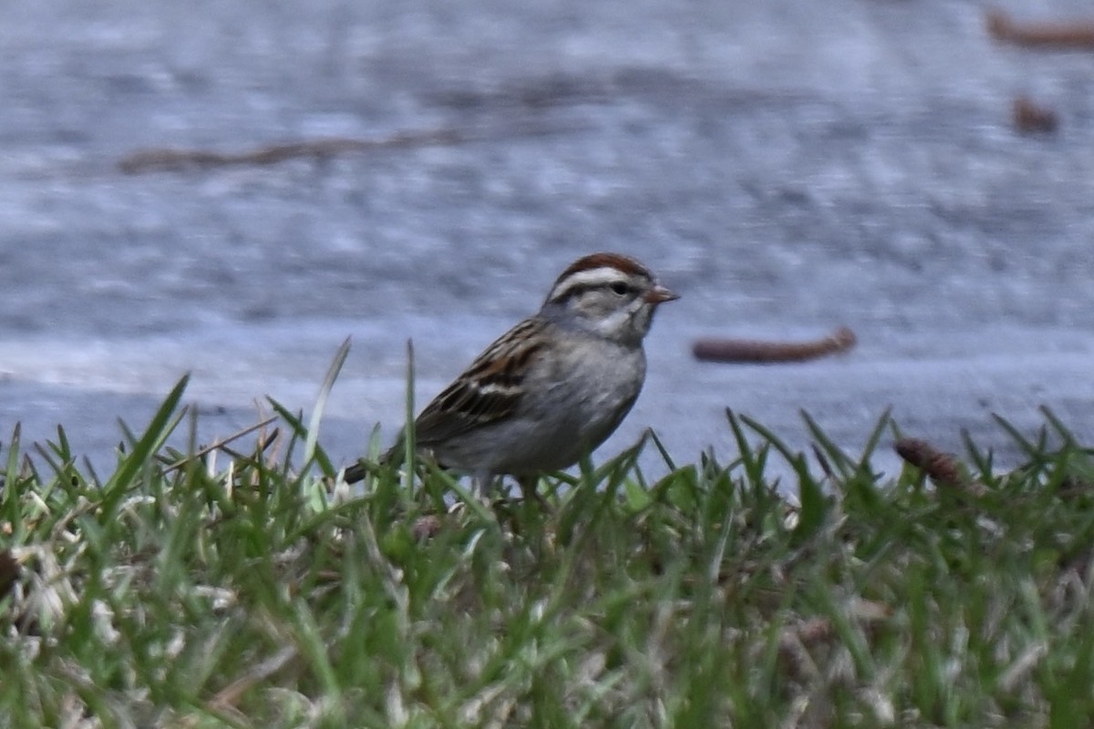 Chipping Sparrow - ML631639901
