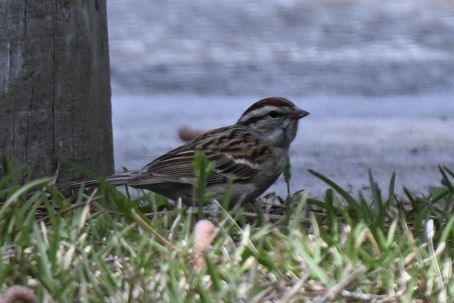Chipping Sparrow - ML631639902