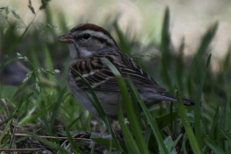 Chipping Sparrow - ML631639903