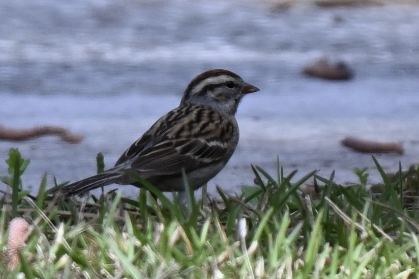 Chipping Sparrow - ML631639904