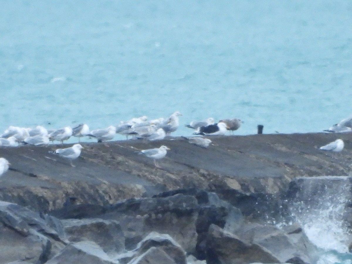 racek mořský - ML631639967