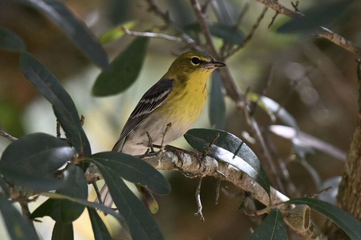 Pine Warbler - ML631640010