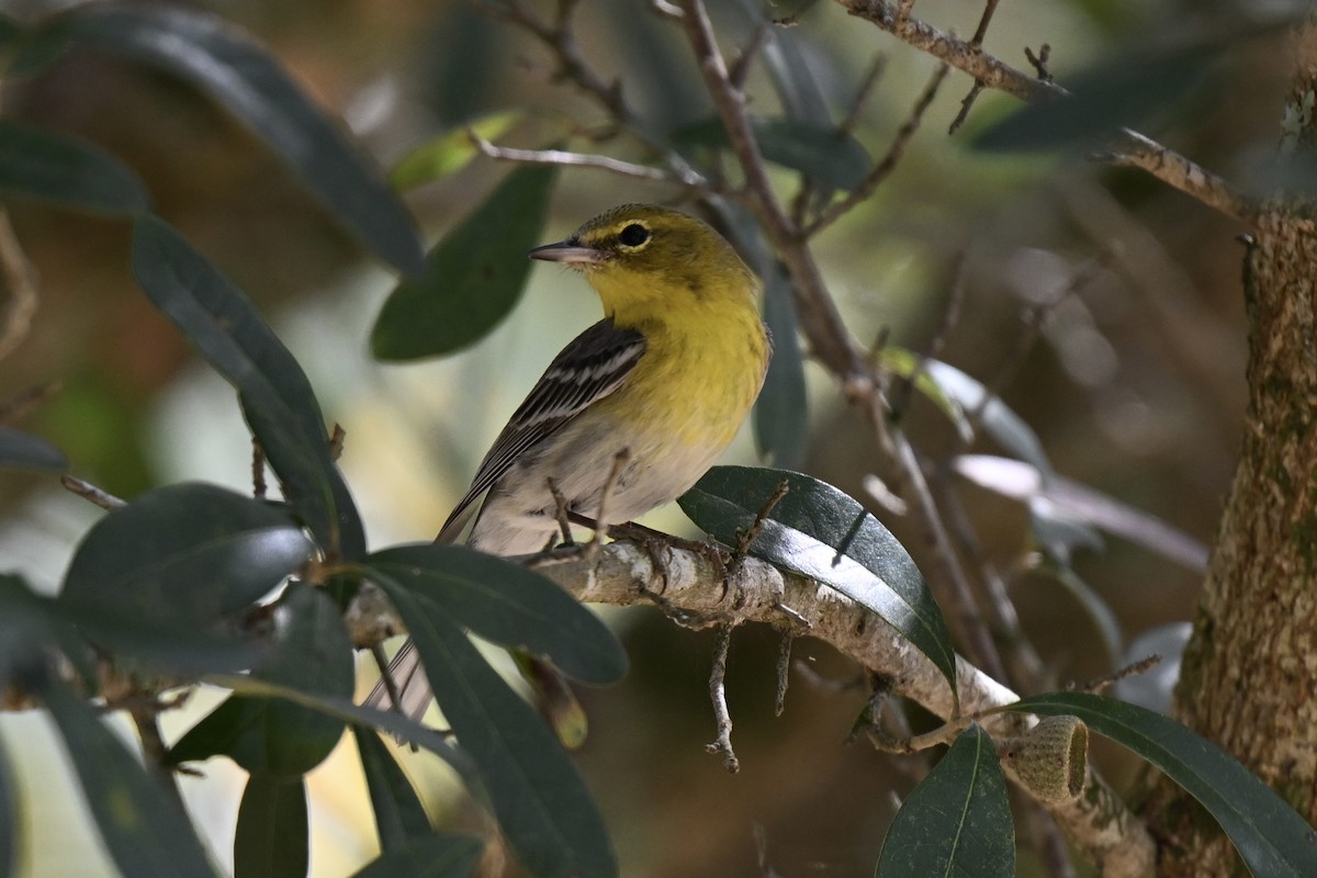 Pine Warbler - ML631640011