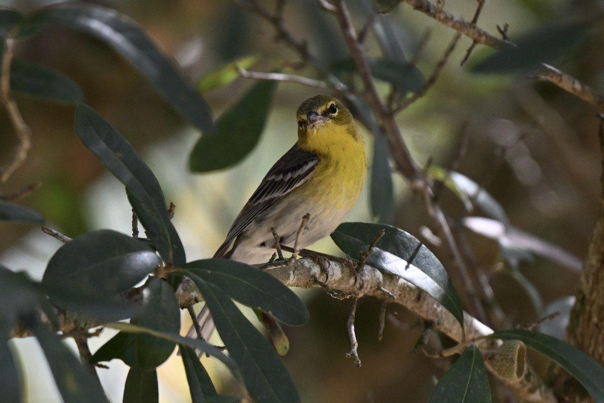 Pine Warbler - ML631640012