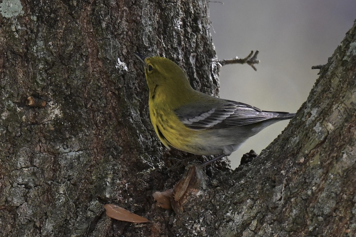 Pine Warbler - ML631640013