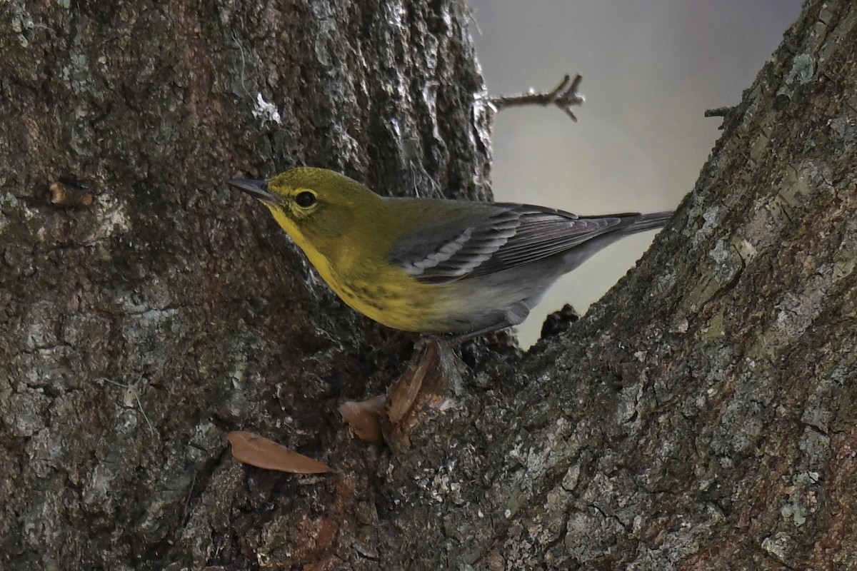 Pine Warbler - ML631640014