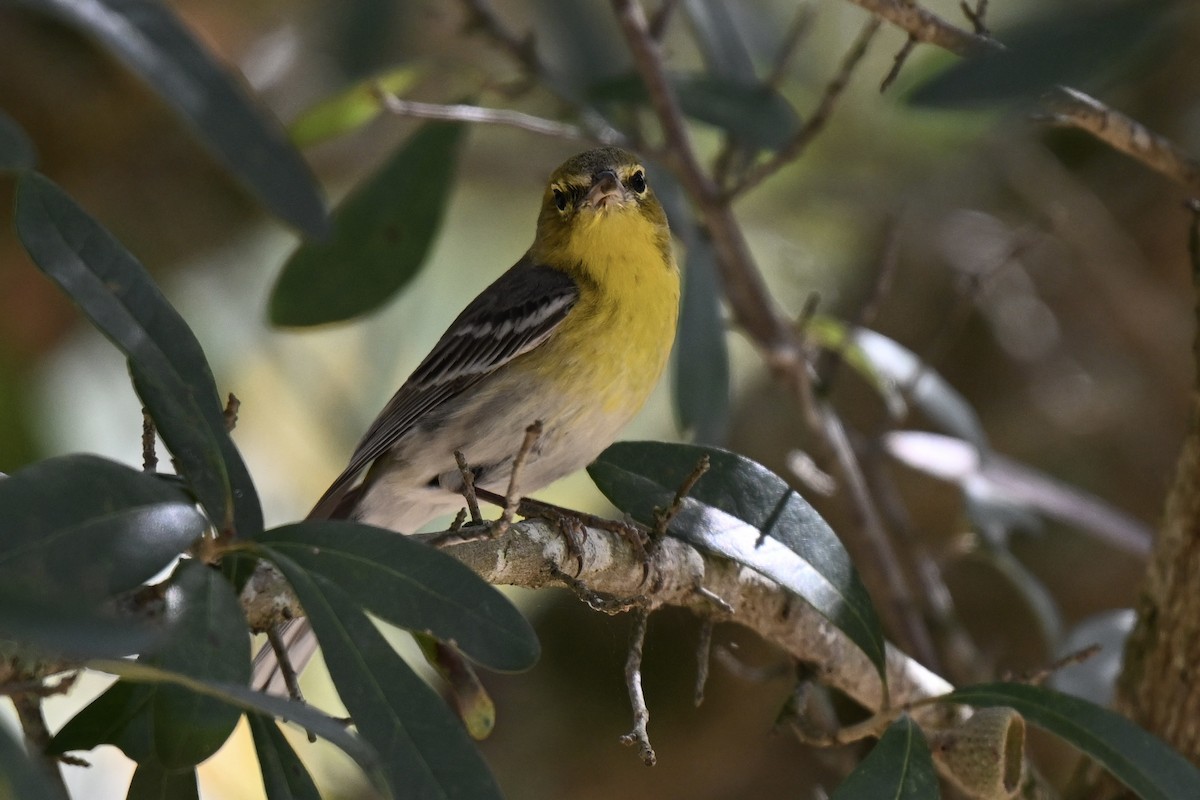 Pine Warbler - ML631640015