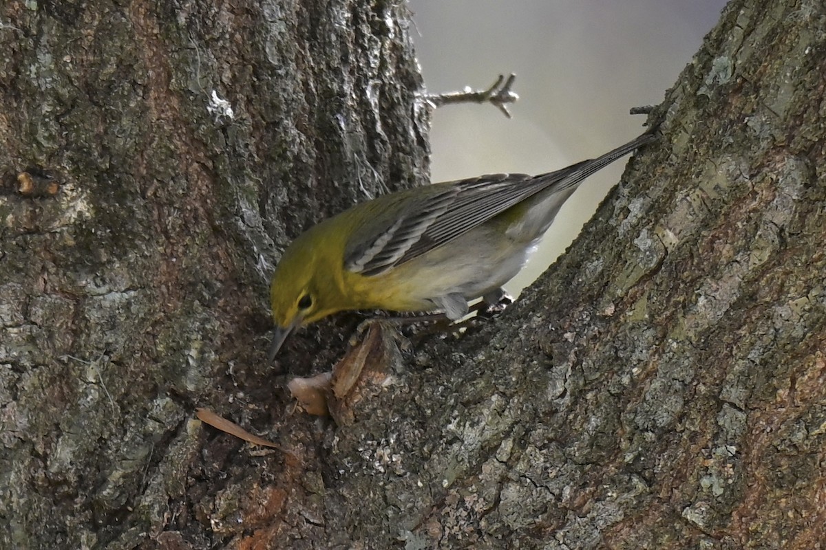 Pine Warbler - ML631640016