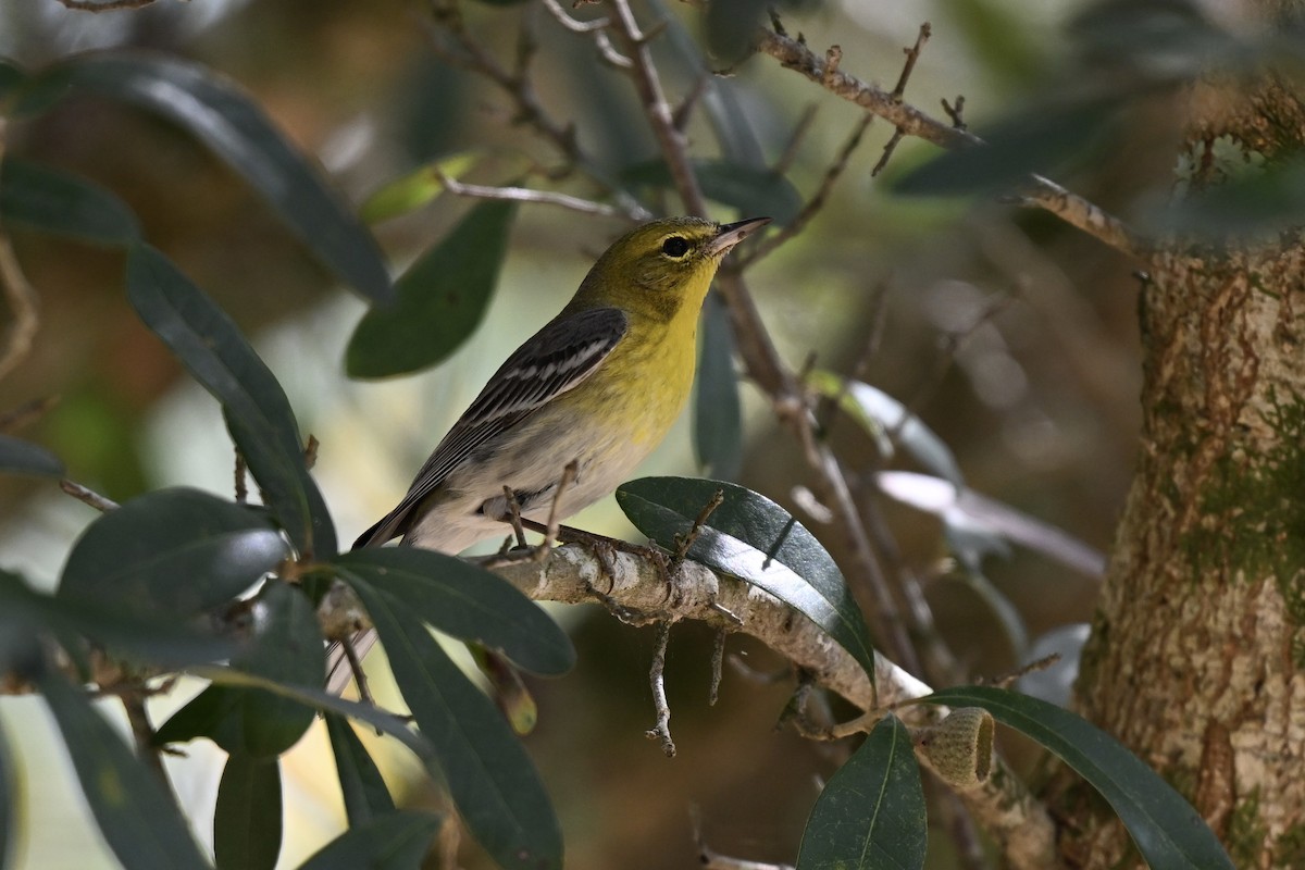 Pine Warbler - ML631640017