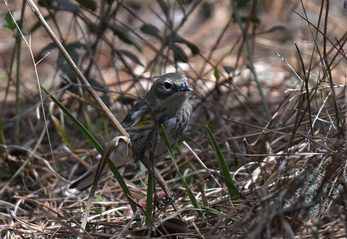 Yellow-rumped Warbler (Myrtle) - ML631640057