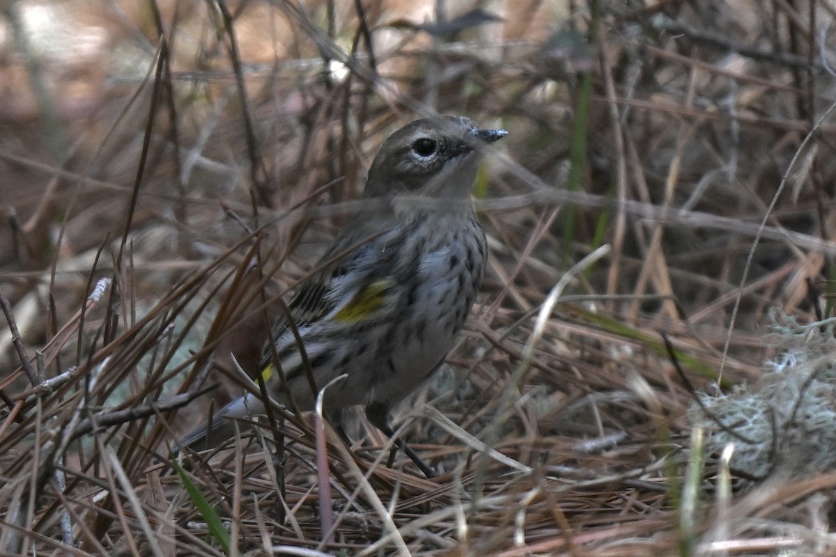 Yellow-rumped Warbler (Myrtle) - ML631640058