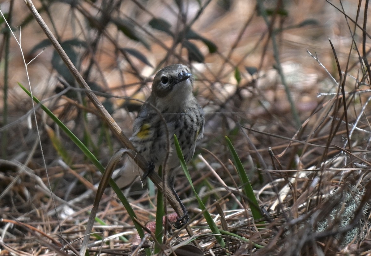 Yellow-rumped Warbler (Myrtle) - ML631640060