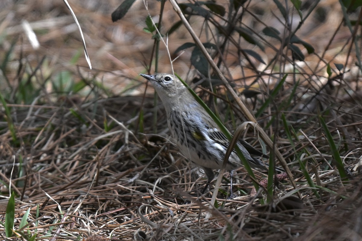 Yellow-rumped Warbler (Myrtle) - ML631640061
